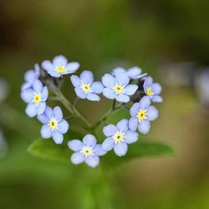 Meet your Posher, Doreen